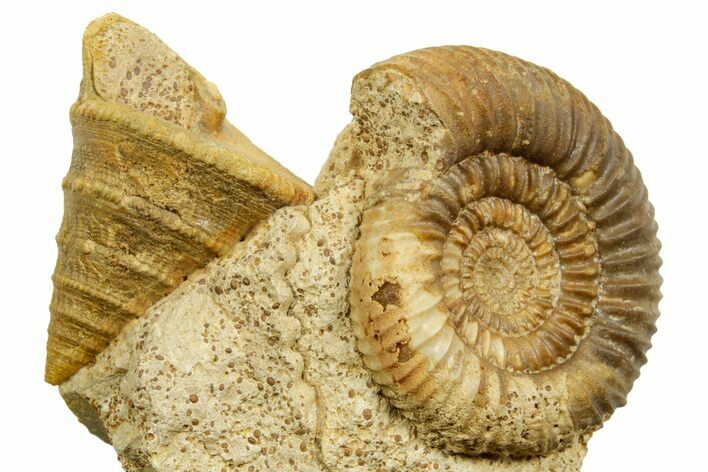 Jurassic Ammonite (Caumontisphinctes) and Sea Snail Fossil - France #367814